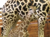 Druhé mládě žirafy Rotschildovy. (c) Simona Jiřičková