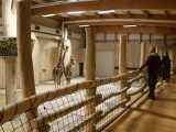 Nový pavilon žiraf je otevřen návštěvníkům