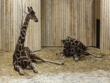 Nový pavilon žiraf je otevřen návštěvníkům