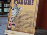 Nový pavilon žiraf je otevřen návštěvníkům