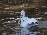 Ošetřovatelé odchytili holýma rukama 25 pelikánů. Foto (c) Simona Jiřičková