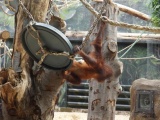 Oslava třetích narozenin orangutaní samičky