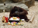 Oslava třetích narozenin orangutaní samičky