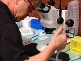 prulom-v-zachrane-nosorozcu-bilych-severnich-v-laboratori-se-podarilo-vyvinout-prvni-hybridni-embryo-nosorozce-5