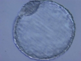 prulom-v-zachrane-nosorozcu-bilych-severnich-v-laboratori-se-podarilo-vyvinout-prvni-hybridni-embryo-nosorozce-6