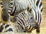 Zebra bezhřívá. Foto (c) Simona Jiřičková