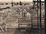 Africký kemp v zoo (okolo roku 1969)