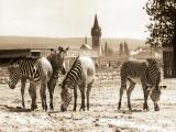 Královédvorské safari panorama (okolo roku 1972)