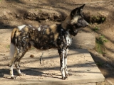 Safariběh ČSOB 2018 - 10 km