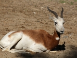 ZOO Dvůr Králové