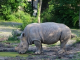 ZOO Dvůr Králové