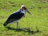 ZOO Dvůr Králové