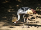 ZOO Dvůr Králové