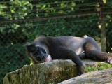 ZOO Dvůr Králové