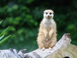 ZOO Dvůr Králové