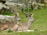 ZOO Dvůr Králové