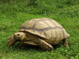 ZOO Dvůr Králové