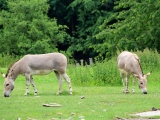 ZOO Dvůr Králové