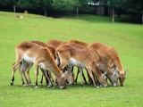 ZOO Dvůr Králové