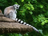 ZOO Dvůr Králové
