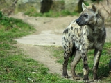 ZOO Dvůr Králové