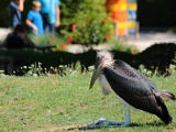 ZOO Dvůr Králové