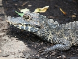 ZOO Dvůr Králové