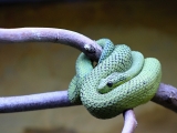 ZOO Dvůr Králové
