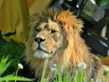 ZOO Dvůr Králové