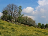ZOO Dvůr Králové
