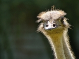 ZOO Dvůr Králové
