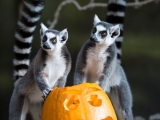 Týden duchů 2018 v Safariparku Dvůr Králové. Foto (c) Lukáš Pavlačík