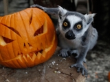 Týden duchů 2018 v Safariparku Dvůr Králové. Foto (c) Simona Jiřičková