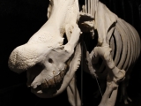 Umění pod kůží aneb krása kosti. Safari Park Dvůr Králové představil novou expozici. Foto (c) Simona Jiřičková