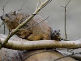 V Safari Parku Dvůr Králové se narodilo mládě nejbližším příbuzným slonů. Foto (c) Kateřina Bílková