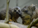 V Safari Parku Dvůr Králové se narodilo mládě nejbližším příbuzným slonů. Foto (c) Kateřina Bílková