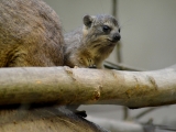 V Safari Parku Dvůr Králové se narodilo mládě nejbližším příbuzným slonů. Foto (c) Kateřina Bílková