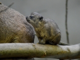 V Safari Parku Dvůr Králové se narodilo mládě nejbližším příbuzným slonů. Foto (c) Kateřina Bílková